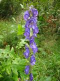 Aconitum napellus